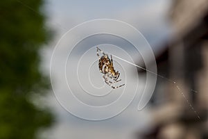 Garden spider hanging on thread