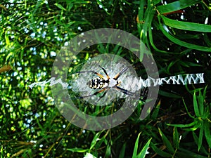 A garden spider on its net