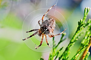 Garden spider