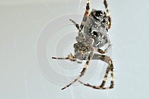 A garden spider in its web in a macro