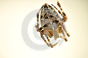 A garden spider in its web in a macro