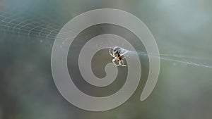 Garden spider in its web in a macro