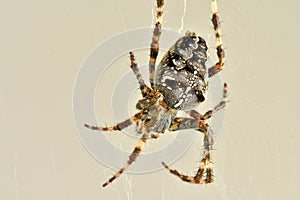 A garden spider in its web in a macro