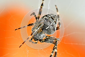 A garden spider in its web in a macro