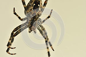 A garden spider in its web in a macro