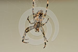 A garden spider in its web in a macro