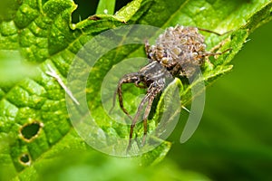 Garden spider on the leaf