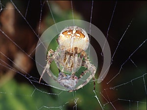 Garden spider lurks in the web