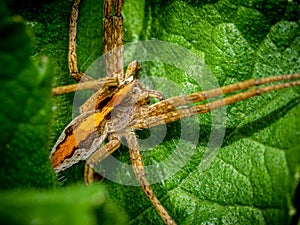 Garden spider with orange warning stripe on abdomen
