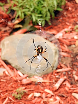 Garden Spider shown wrapping insect with web