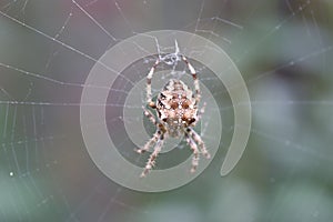 A garden spider sits in its web