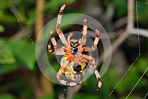 Garden-spider on spider-web 1