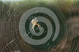 Garden spider in the spider web