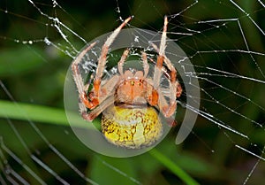 Garden-spider on spider-web 3