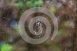 Garden spider on spiderweb