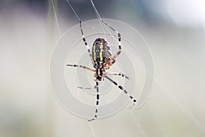 garden-spider spun their sticky webs among grasses