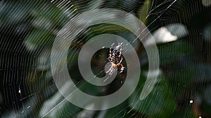 Garden spider waiting to catch a fly in his web