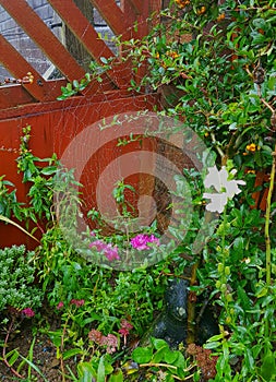 Garden spider web