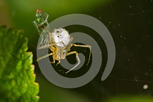 Garden spider on the web