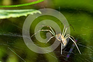 Garden spider on the web