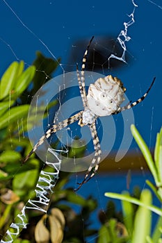 Garden spider on the web