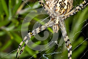 Garden spider on the web