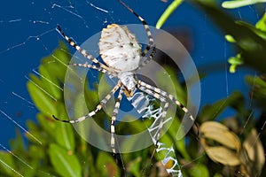 Garden spider on the web