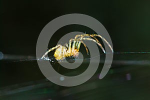 Garden spider on the web