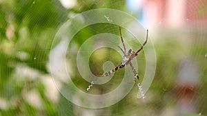 Garden Spider on Web