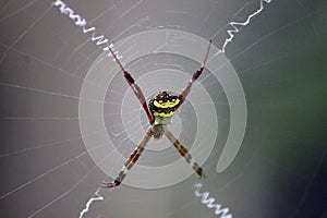 Garden Spider on Web