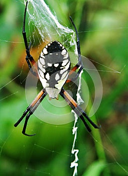 Garden spider on web