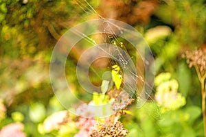 Garden spider web