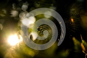 Garden spider web in a forest