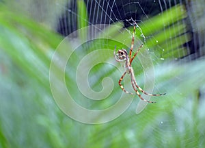 Garden Spider Web Builder Closeup after rain