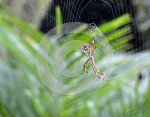 Garden Spider Web Builder Closeup after rain photo