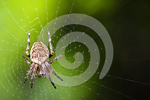 Garden Spider Web Macro