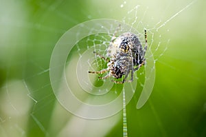 Garden Spider Web Macro