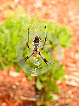 Garden Spider web weavings made by the male