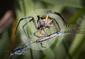 A Garden Spider wraps up a blue dragonfly caught in its web