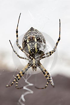 Garden Spider Yellow and Black