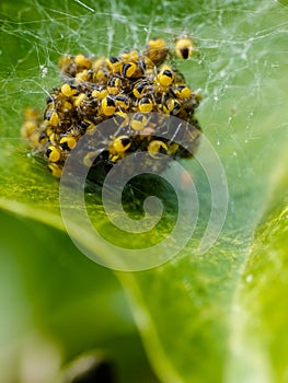 A Garden Spiders nest of spiderlings