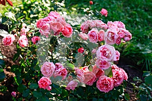 Garden spray pink roses a lot. Close up of peony garden English roses. Pink rose bush