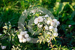 Garden spray white roses a lot. Close up of peony garden English roses, white rose bush, round buds