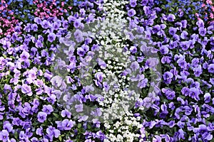 Garden. Spring flowers, purple pansies, colorful forget-me-nots.