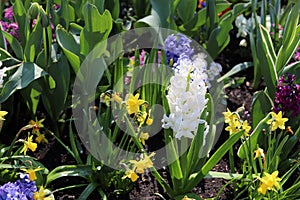 Garden. Spring flowers, tulips, hyacinths, daffodils, daisies.