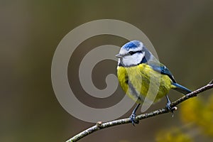 Garden springtime blue tit