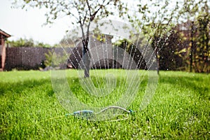 garden sprinkler irrigates the lawn, gardening and landscaping concept photo