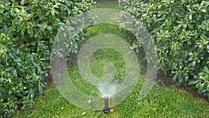 A garden sprinkler watering green lawn and bushes