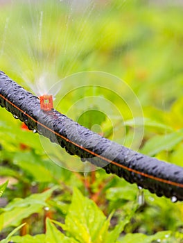 Garden sprinkler watering in home flower gardeen