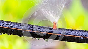 Garden sprinkler watering in home flower gardeen